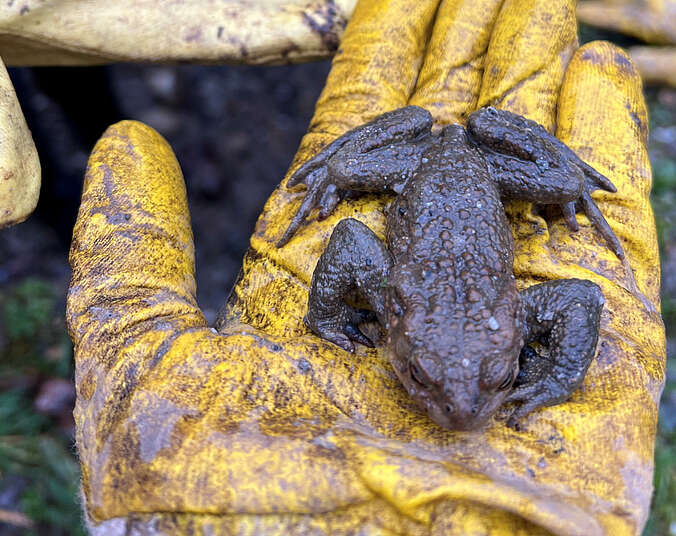 Kröten sitzt auf Hand mit gelbem Handschuh