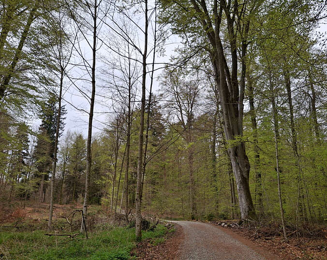 Bäume entlang eines Waldweges